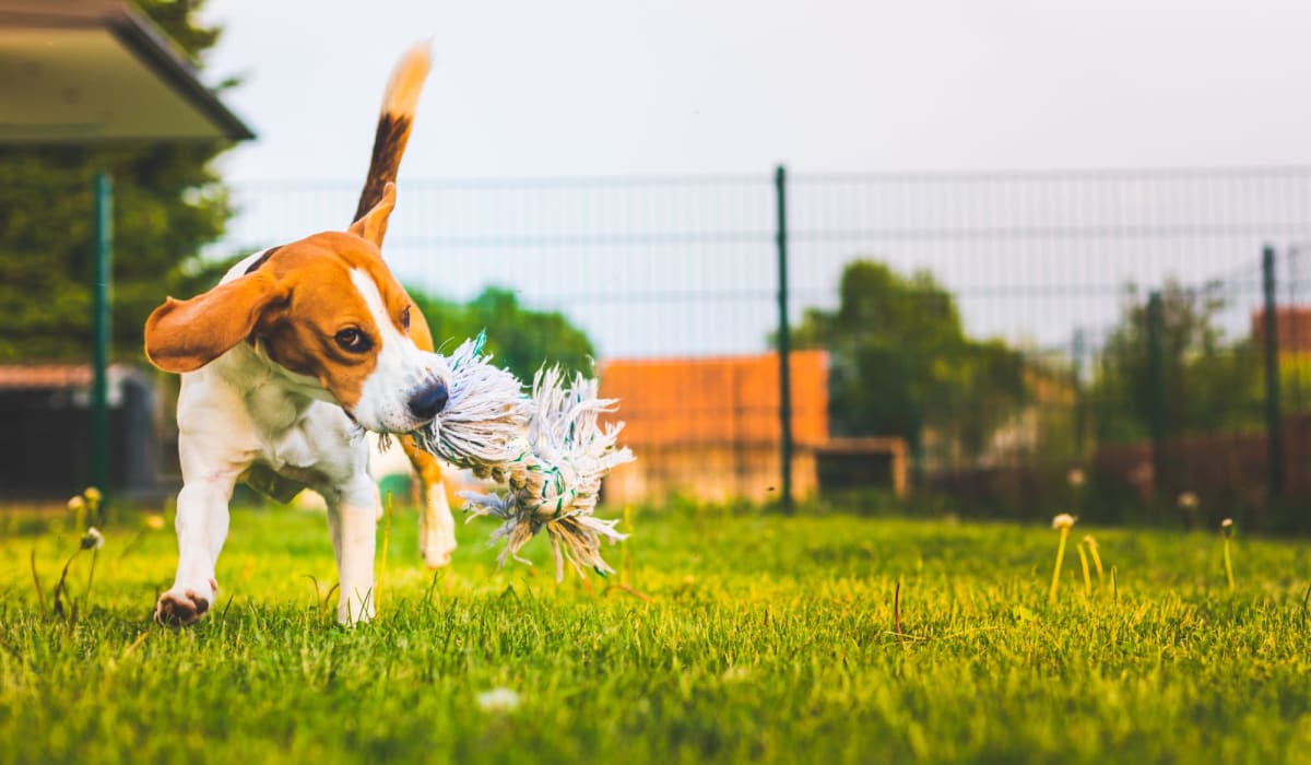 Dog running in a park near Desert Peaks in El Paso, Texas