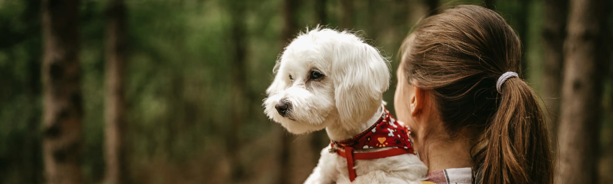 Pet-friendly apartments at Mountain Creek in Waynesville, North Carolina