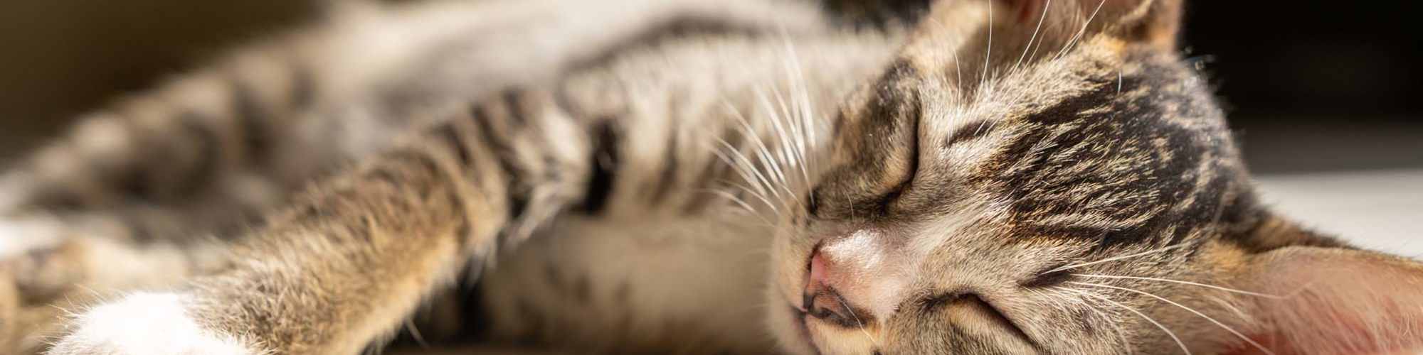 Pet Friendly | The Preserve at Forbes Creek in Kirkland, Washington