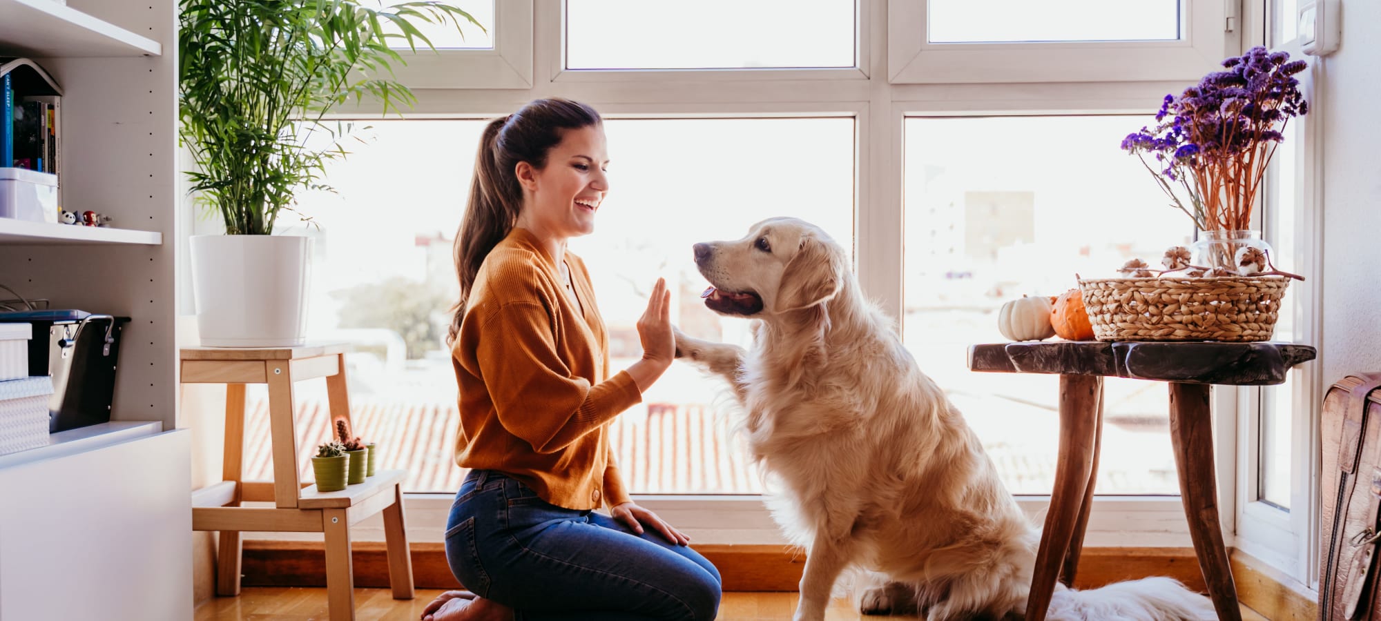 Pet policy at Marquis Midtown West in Atlanta, Georgia