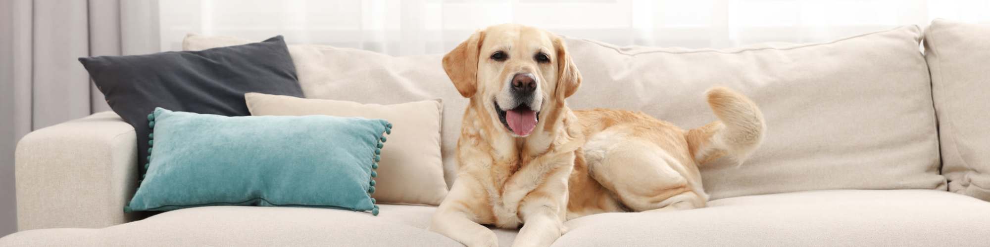 Pet Friendly | Cedars of Edina in Edina, Minnesota