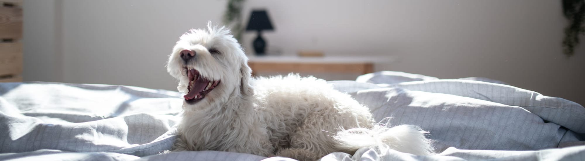 Pet-friendly apartment homes at Macland in Dallas, Georgia