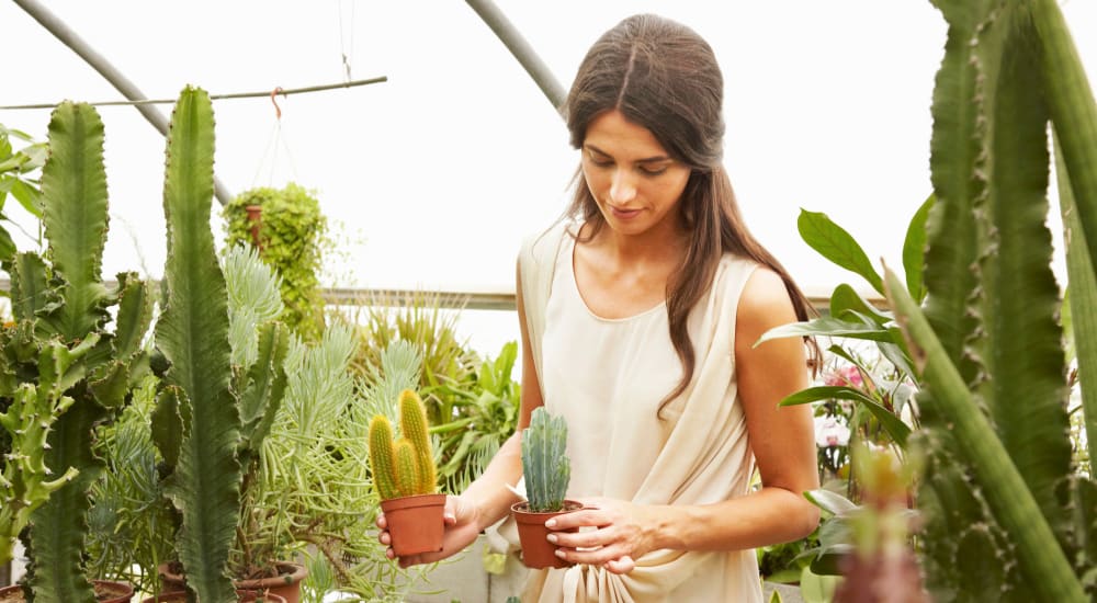 Resident caring for cactus plants near Bellrock La Frontera in Austin, Texas