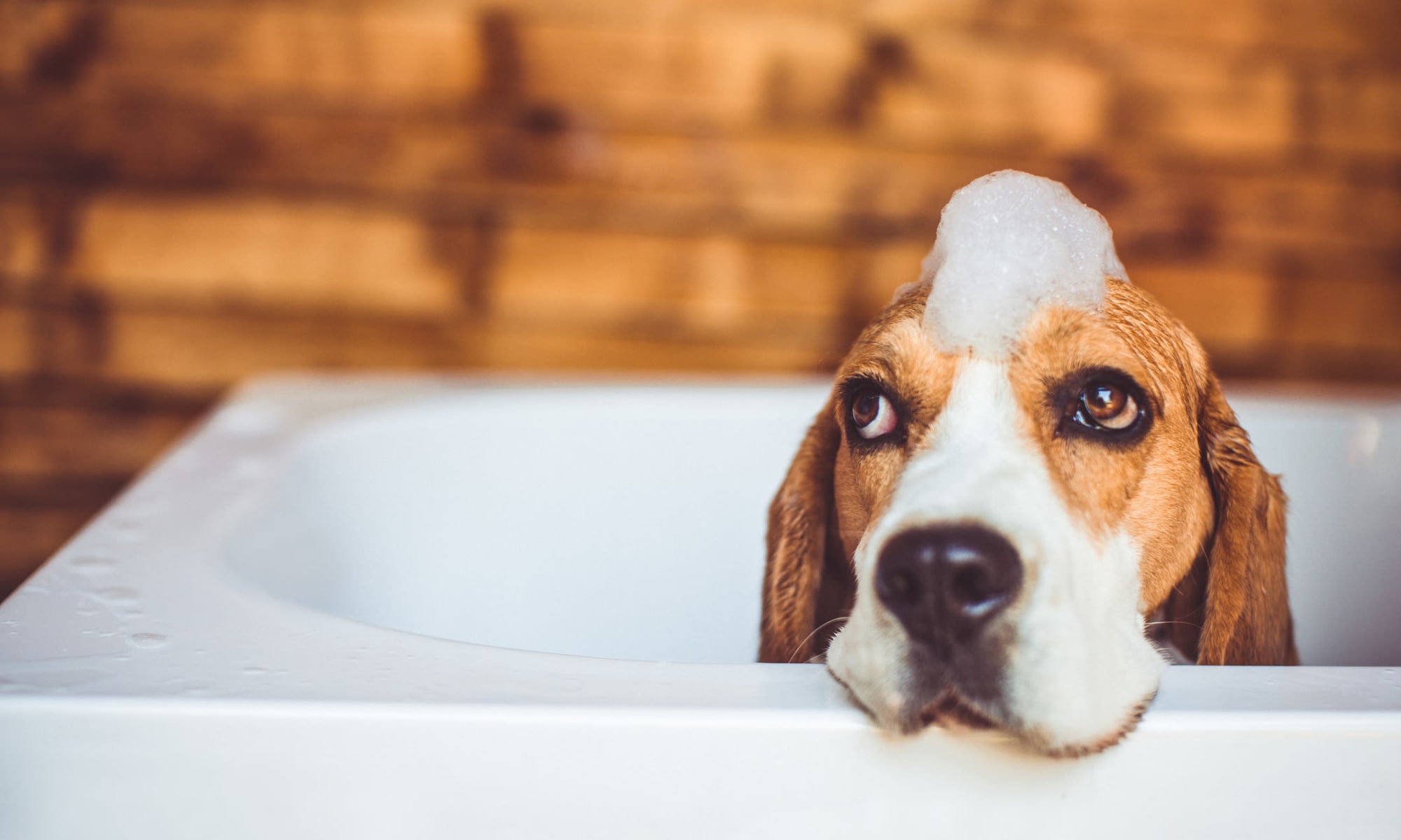 Dog in the bath tub University Pet Resort in Merced