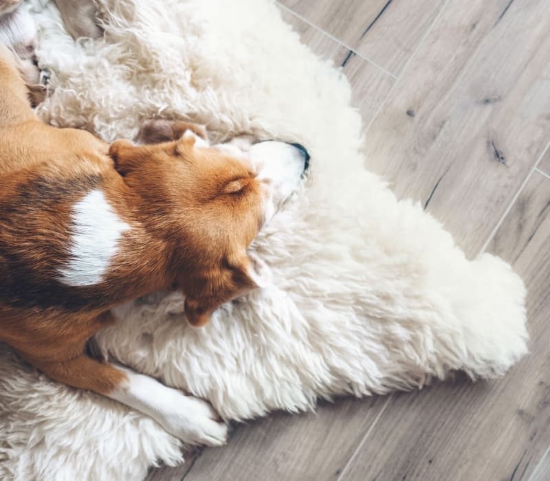 Cute puppy laying down on his bed at Marq Inverness in Englewood, Colorado