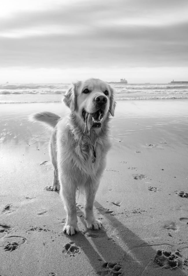 Dog on the beach near Inscription Channel District in Tampa, Florida