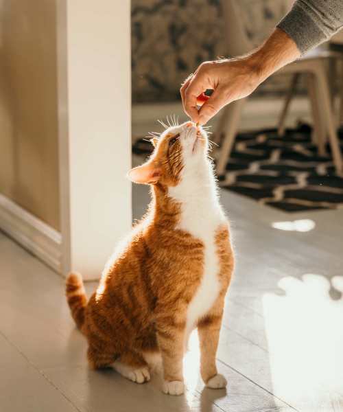 Pet friendly at Lebanon Vue in Pittsburgh, Pennsylvania