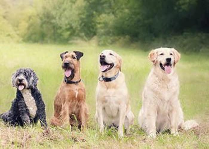 Obedience Counseling offered at Animal Hospital in Vancouver