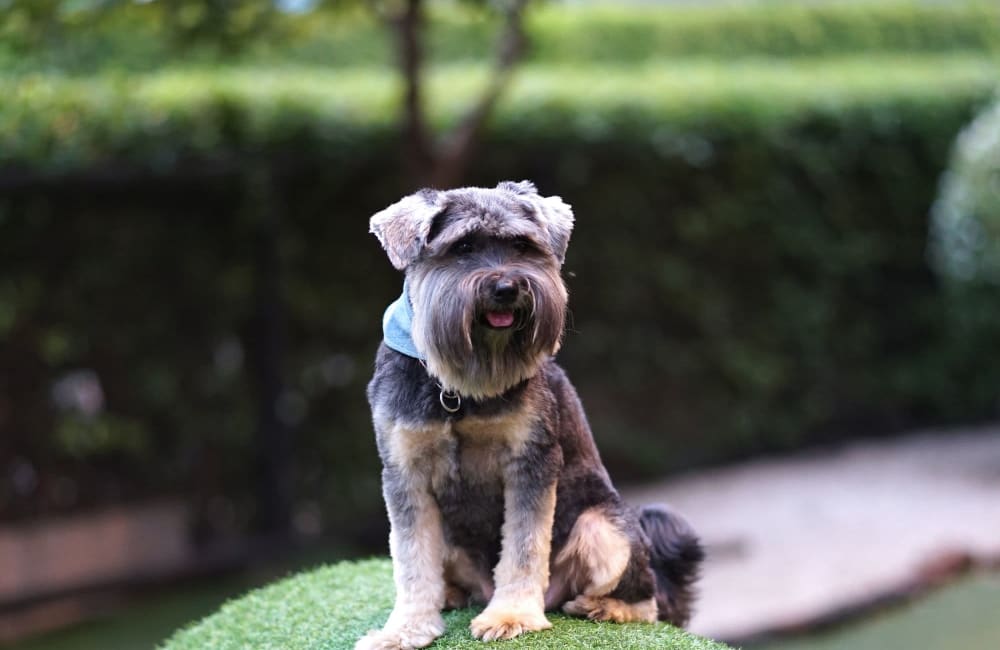 Dog ready to play at Park Club Apartments in Rohnert Park, California