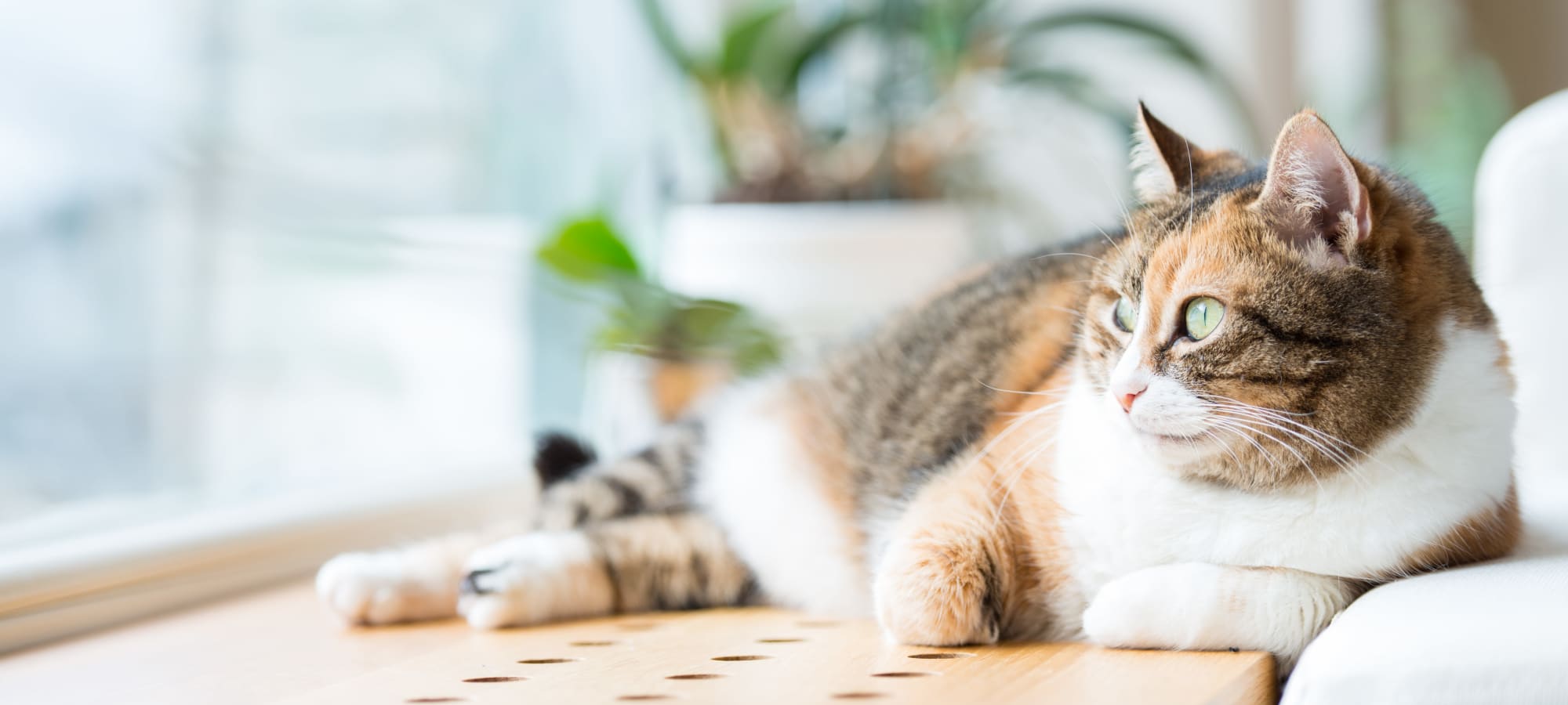 Pet Friendly apartments at Luxor Club in Jacksonville, Florida