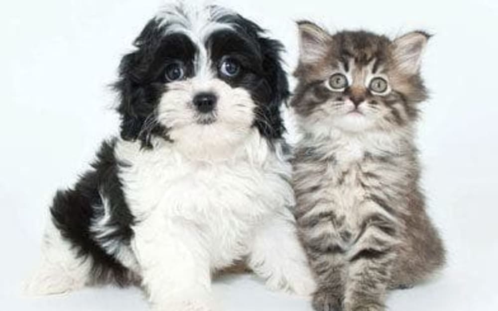 Happy puppy and kitten in their new home at GrandeVille at Malta in Malta, New York