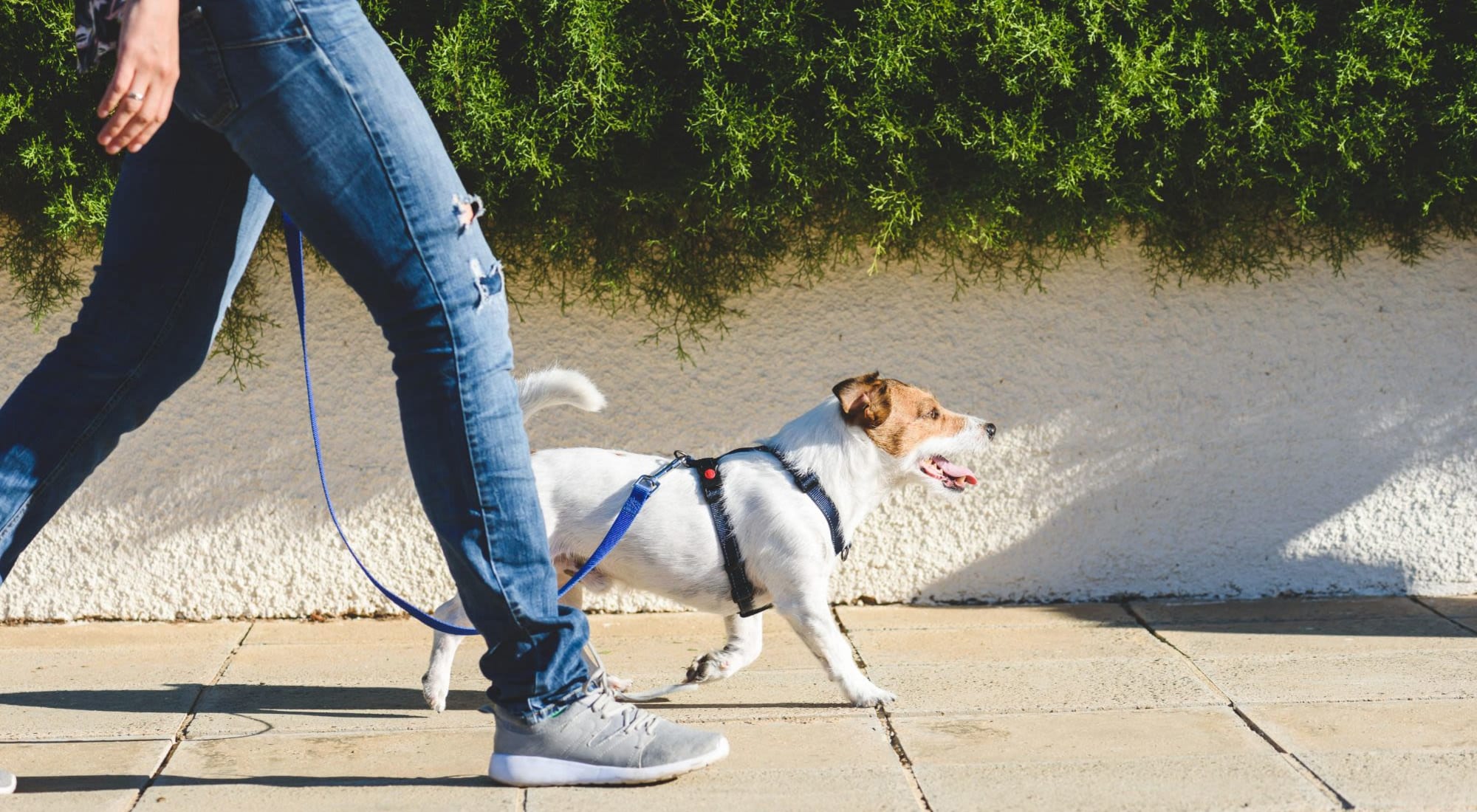 Pet Friendly | Sereno Park in San Antonio, Texas