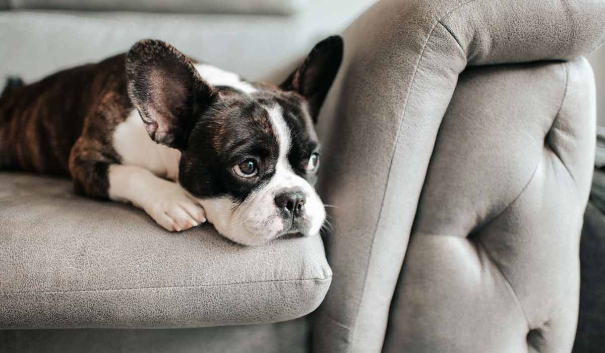 A pet dog resting on a couch at Stanford Pointe in Panama City, Florida