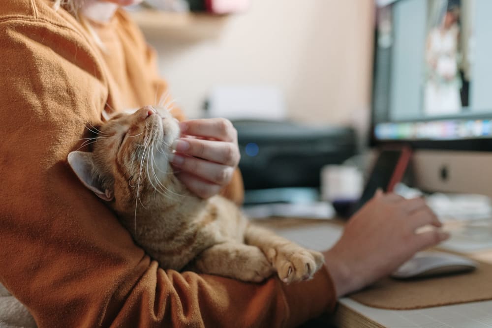 Resident petting their cat while working from home at Parc at West Point in North Wales, Pennsylvania