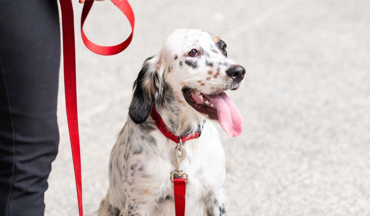 happy dog out on a walk with owner near Channel House in Raleigh, North Carolina