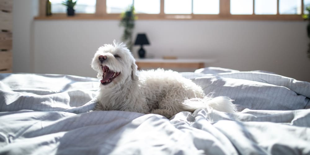 Sleepy dog laying in bed at Lehigh Valley in Whitehall, Pennsylvania