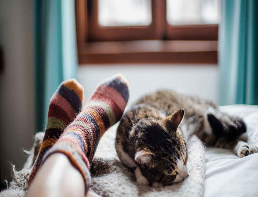 Cat sleeping near its owner at Cedartree Apartments in Santa Clara, California