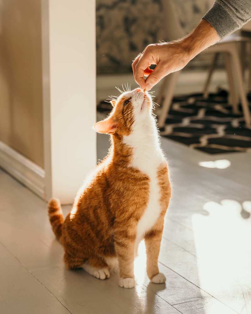 Resident feeding his pet cat at Reedville Meadows in Beaverton, Oregon