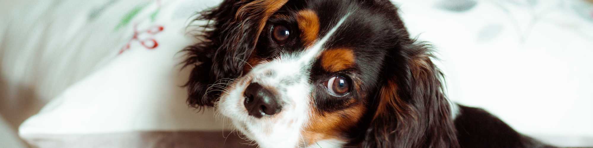 Pet Friendly at The Abbey at Grande Oaks in San Antonio, Texas