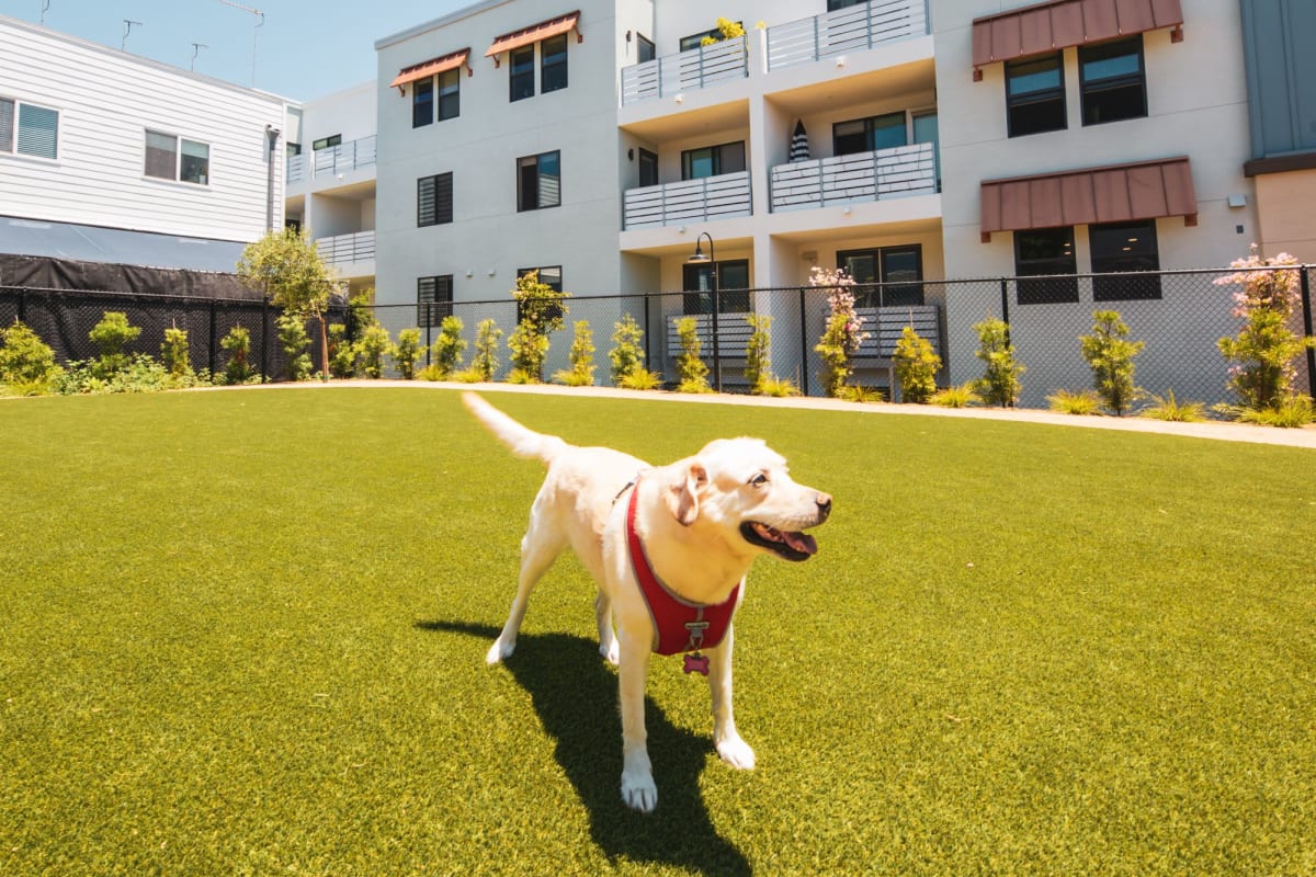 Lab dog at grass area at Prado West in Dana Point, California