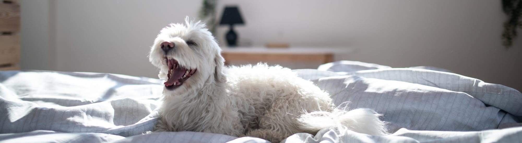 Pet-friendly apartment homes at Cadence at Nocatee in Ponte Vedra, Florida