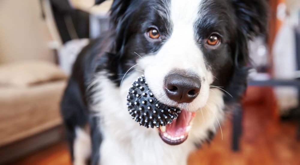 A happy dog with his ball at Fox Plan Apartments in Monroeville, Pennsylvania