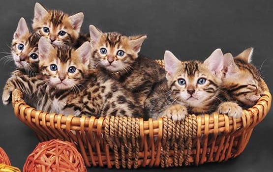Animal Hospital in Panama City Beach neutering information