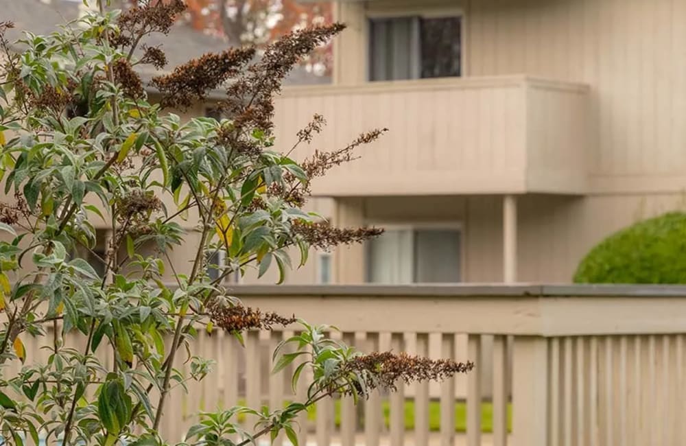 View of foliage and balconies at  Park Club Apartments in Rohnert Park, California