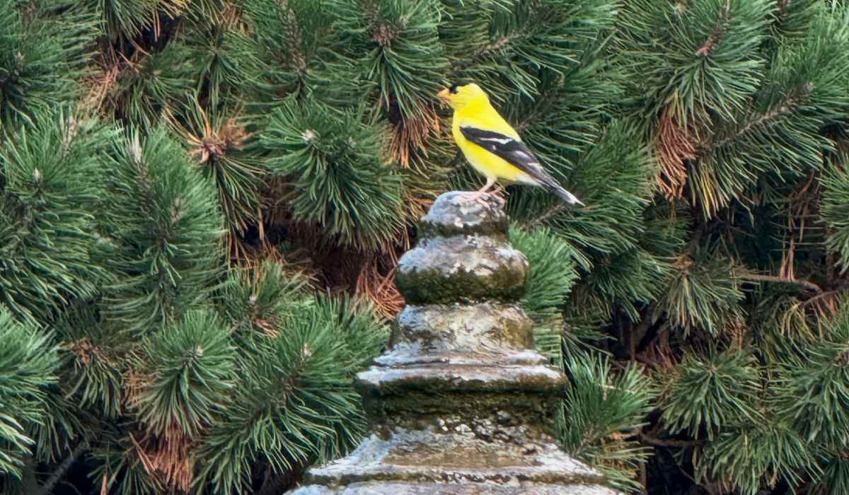 Certified wildlife habitat at Cedars of Edina in Edina, Minnesota