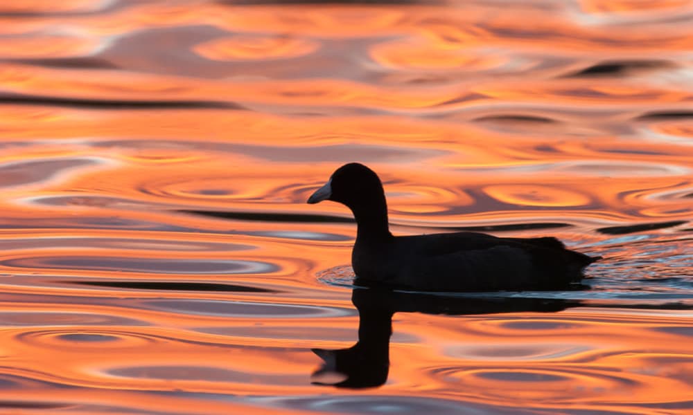 Black duck swimming on water reflecting orange and pink sunset colors near The Havenly Gilbert in Gilbert, Arizona