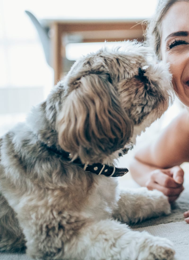 No pet weight limits at Marquis at The Woodlands in Spring, Texas