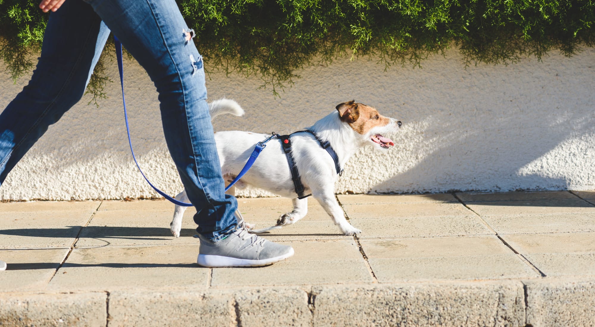 Pet-friendly apartments at Amber Chase Apartment Homes in McDonough, Georgia