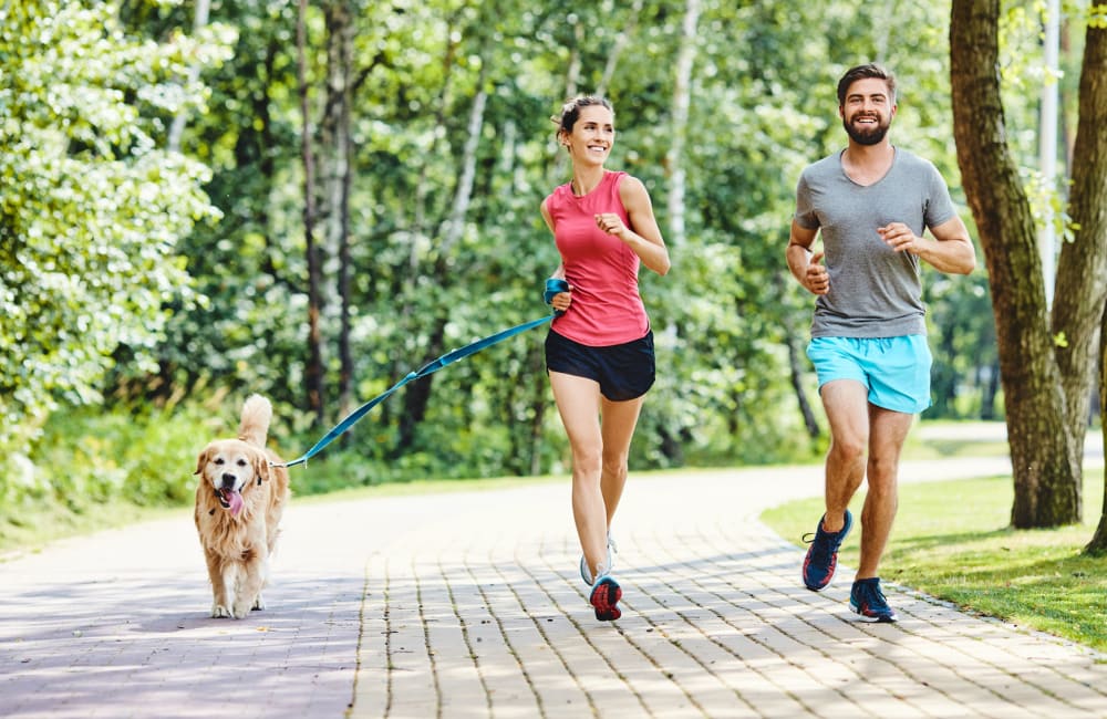 Dog taking her owners for a jog through the lush, green neighborhood at Mountain Vista in Victorville, California