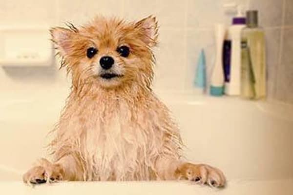 Bathing services at Kenmore Animal Hospital in Kenmore, New York