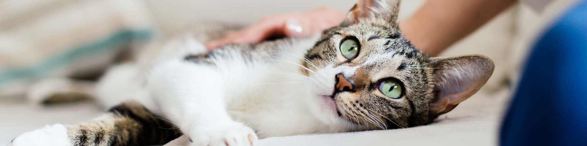 Pet Friendly | Adobe Ranch in Borger, Texas 