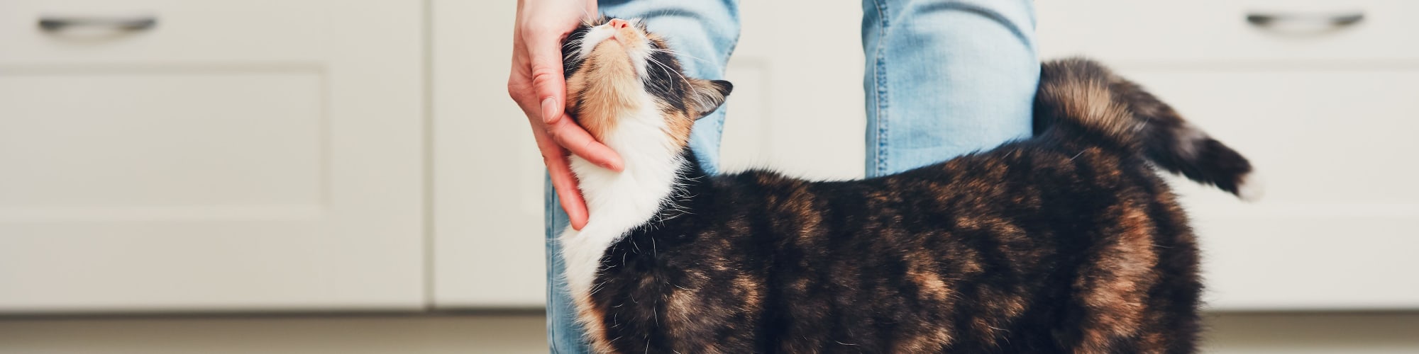 Pet-friendly apartments at Estia Surprise Farms in Surprise, Arizona