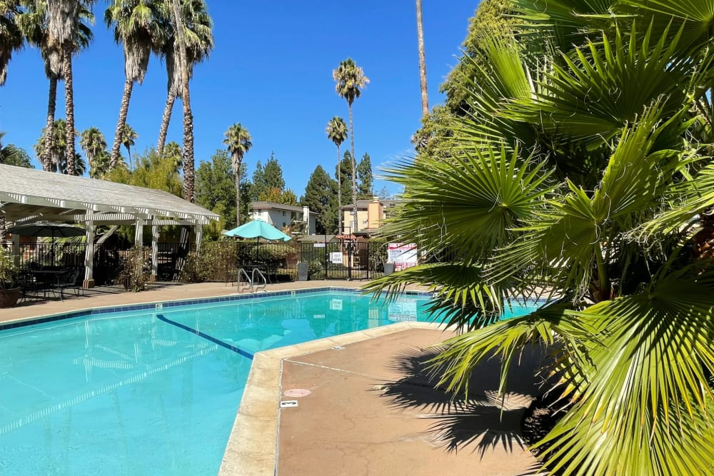 Resort-style swimming pool at Palm Lake Apartment Homes in Concord, California