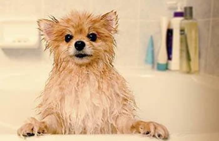 Animal Hospital bathing services in Vancouver