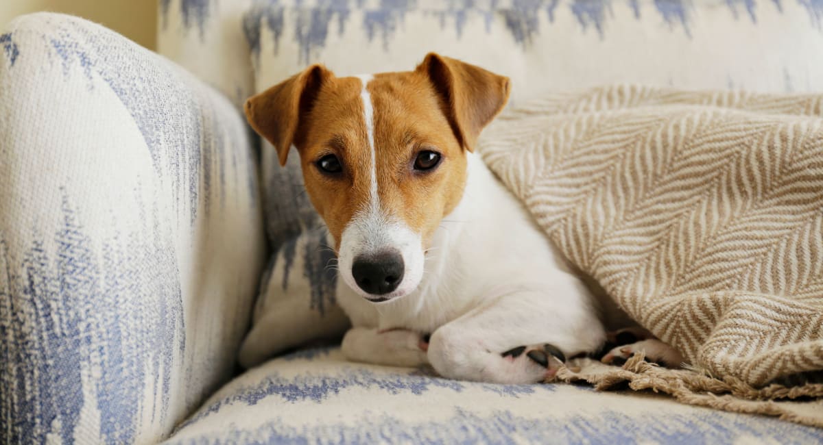 Puppy hanging out at at Hampton Manor Apartments and Townhomes in Cockeysville, Maryland