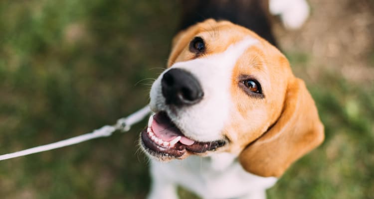 Happy dog on a walk after playing in the onsite dog park at Sanctuary on 51st in Laveen, Arizona