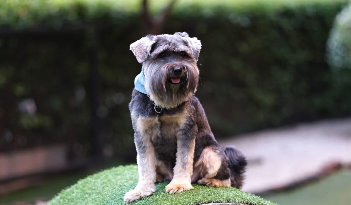 Dog ready to play at The Shavelson in Houston, Texas