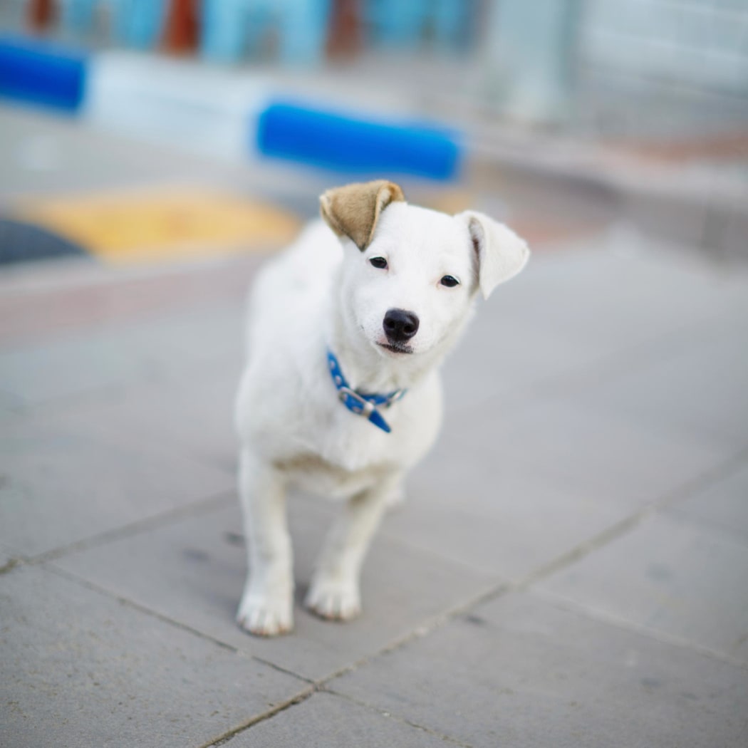 Dog in the area of Alta at Jonquil in Smyrna, Georgia