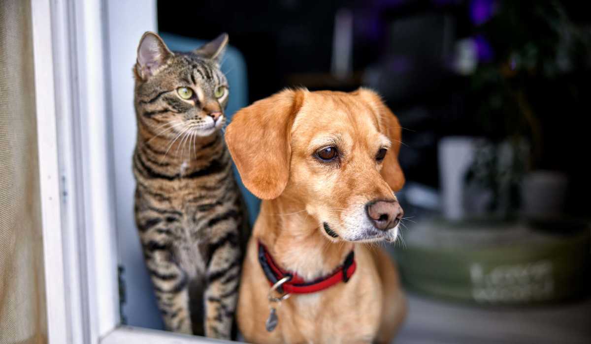 Happy pets in the apartment at The Bergamot Apartments On 780 in Sarasota, Florida