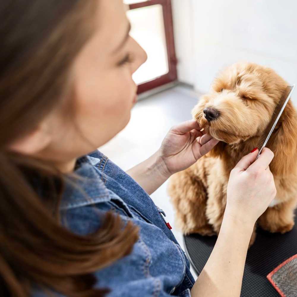 Resident with her pet dog in a pet-friendly apartment at University Green Apartments in Houston, Texas