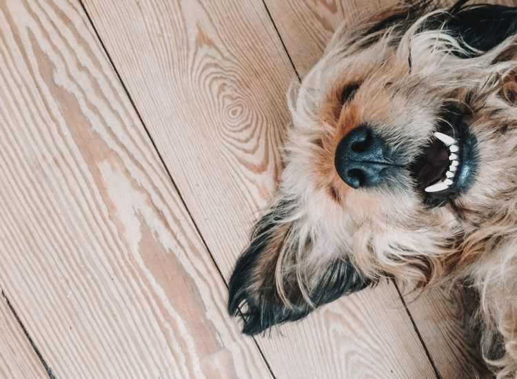 Dog lying on wooden floor with visible teeth at Victory Gardens in East Boston, Massachusetts