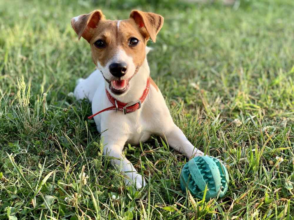 Pet dog in a park near Central Park Place in Grand Rapids, Michigan 