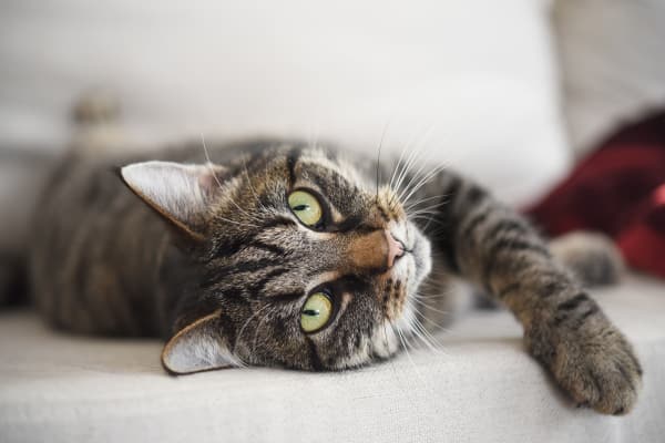 Cat friendly at Cedar Hills Apartments in Portland, Oregon
