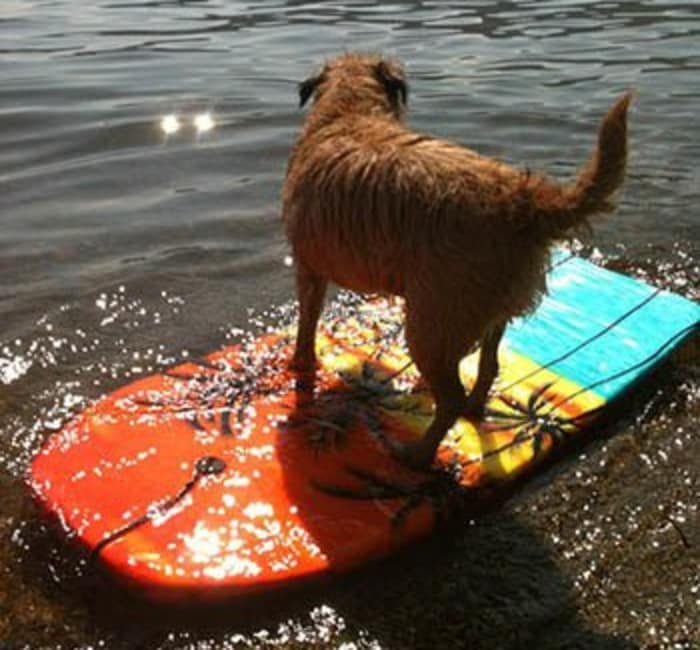 Dog recovering from surgery in Stoughton, WI