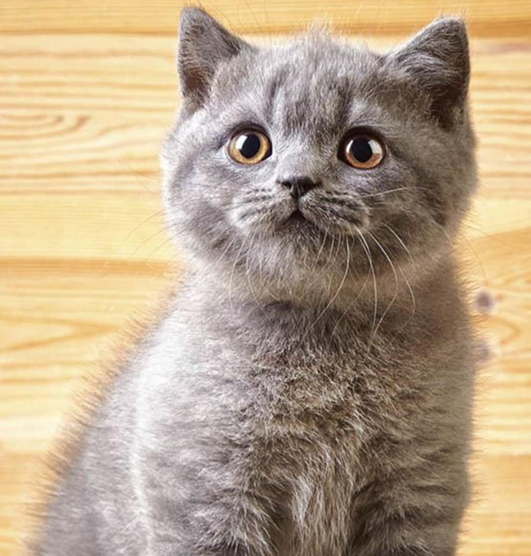 Parasite Control information at Vancouver Animal Hospital