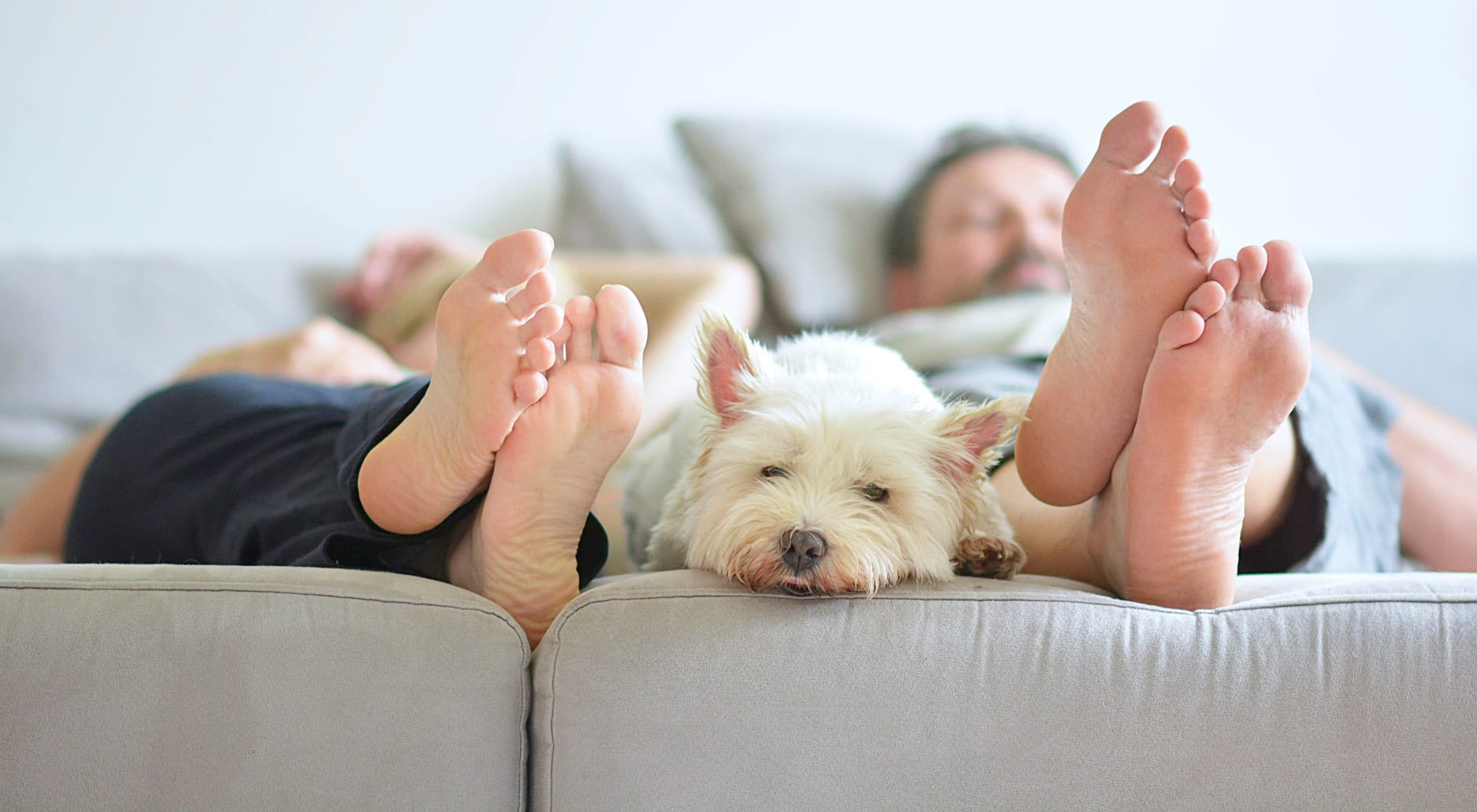 Pet-friendly apartments at The Manors in Pomona, New York
